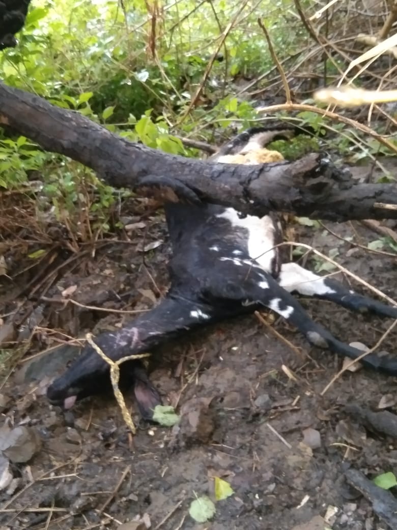 नगर अंजड़ के पास केसरपुरा में रात्रि को तेंदुए ने मचाया आतंक किया बकरी का शिकार ग्रमीण जन भयभीत