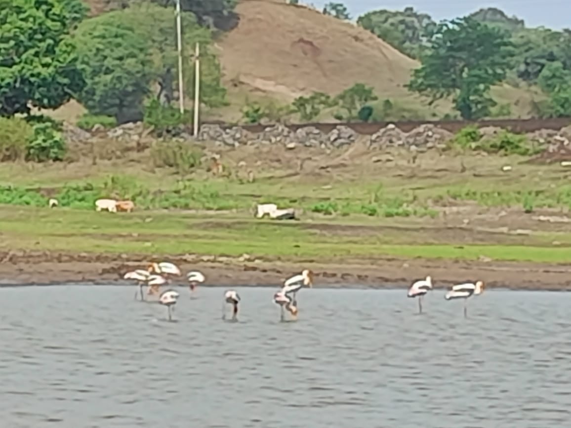 वर्षा पूर्व मांडू में विदेशी प्रवासी पक्षियों का आगमन शुरू हुवा