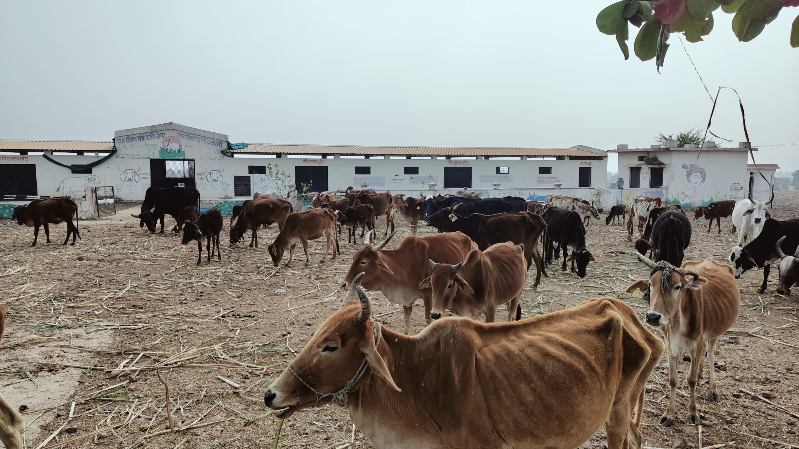 मुख्यमंत्री मोहन' के राज में 'गाय' है बेहाल  भूख और ठंड से गायो की मौत का तांडव जारी कुछ तो करो सरकार