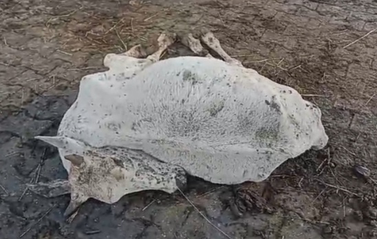 डग, क्षेत्र में सर्दी के तेवर बढ़े , लोग  कंप कंपाने  वाली ठंड से ठिठुरने  को मजबूर कई गायो की  ठिठुरन से मौत