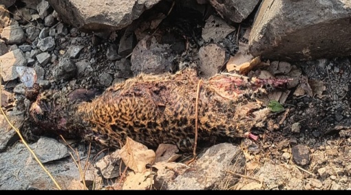 मांडू से लगी मालीपुर की गहरी खाई में मिला मृत अवस्था में तेंदुआ  तेंदुए के दाहिने पैर का पंजा गायब,इंदौर से डॉग्स स्क्वायड की टीम पहुंचेगी मौके पर