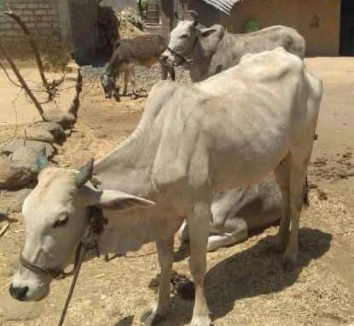 प्रतापगढ़ जिले के असावता पंचायत में पशु शेड में हुआ भ्रष्टाचार का एक ऐसा मामला सामने आ रहा है गोमाता को नहीं मिला सहारा गर्मी में परेशान गोमाता