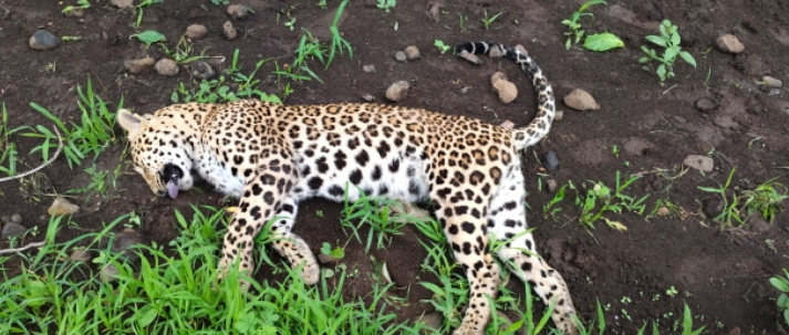 धामनोद तेंदुए की मौत से तितिपूरा में फैली सनसनी डेढ़ वर्ष की मादा तेंदुआ की करंट लगने से हुई मौत  मौके पर प्रशासन पहुंचा