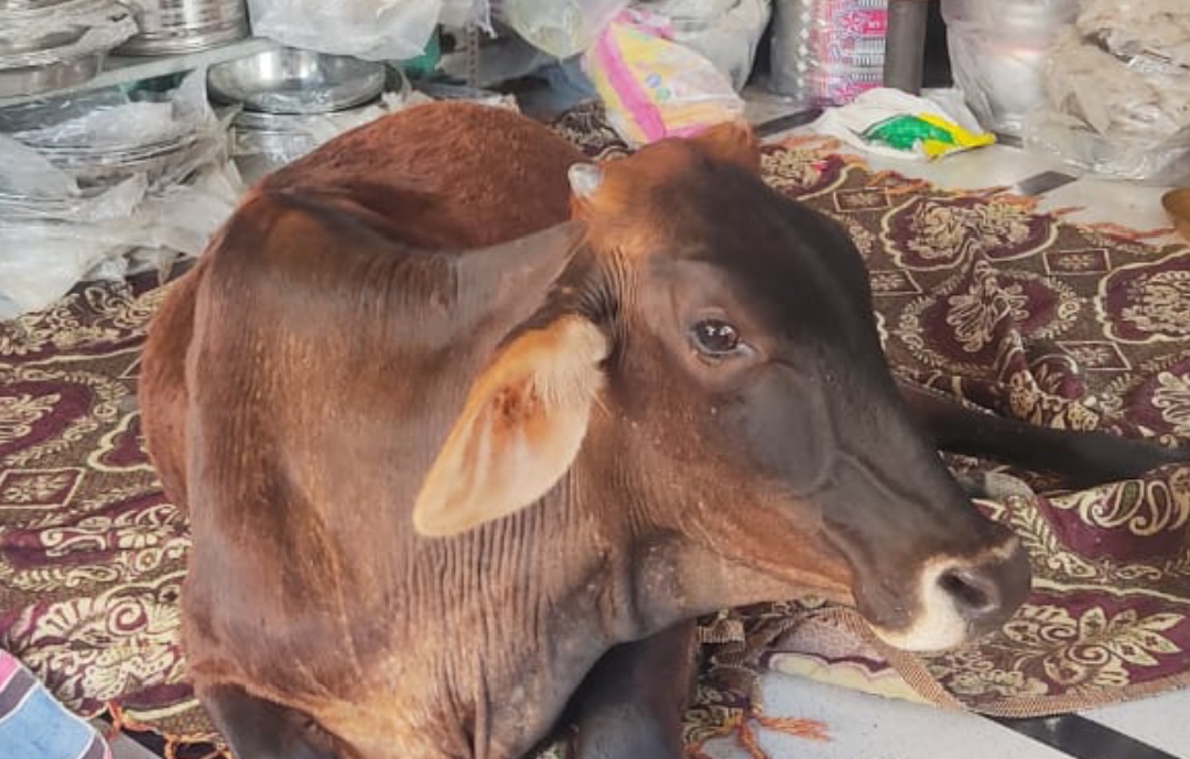 मनावर  बर्तन दुकान में लगातार 9 माह से गाय प्रति दिन दुकान में आकर बैठती है मालिक अर्पित कसेरा ने बताया किसी को  कोई नुकसान नहीं  पहुंचाती हैं