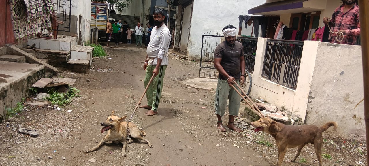 मनावर 15 वार्डों में कुत्तों के आतंक से आम जनता परेशान कुत्तों के काटने के केस शहर में बड़ने लगे नगर पालिका ने कुत्तों को पकड़ने का अभियान चलाया